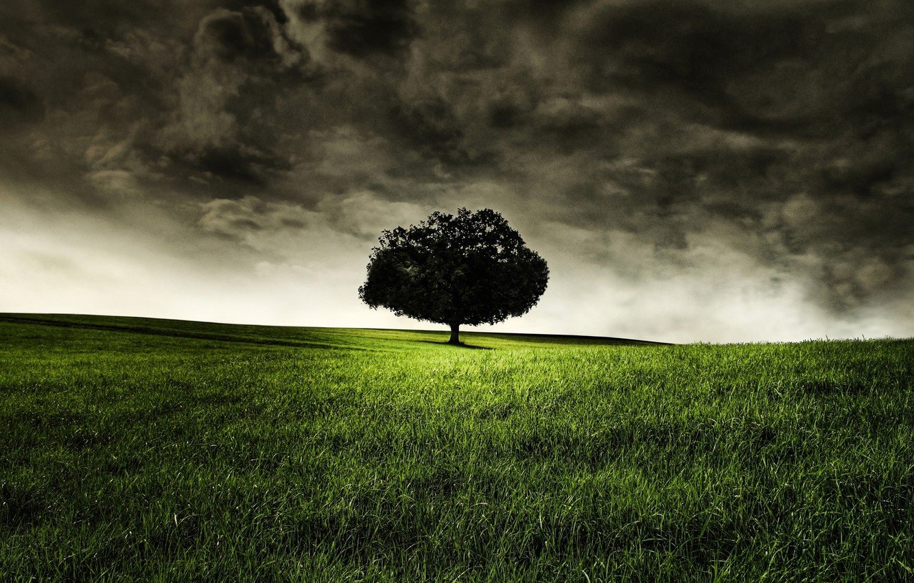 isolation tree